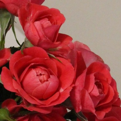 Licencyjna róża rabatowa 'Blarney'