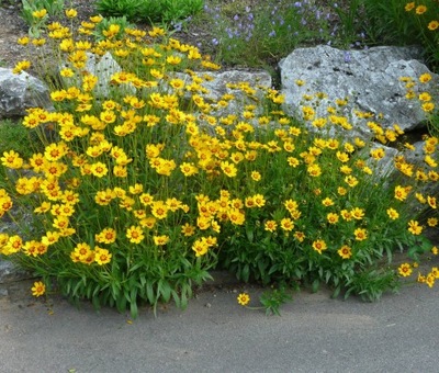 NACHYŁEK LANCETOWATY COREOPSIS LANCEOLATA SADZONKA