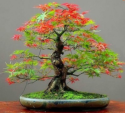 BONSAI DLA POCZĄTKUJĄCYCH - nasiona