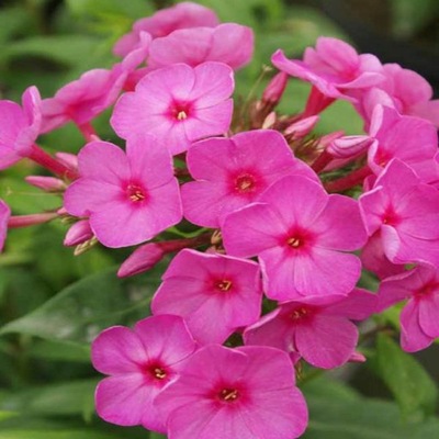 FLOKS WIECHOWATY RÓŻOWY sadzonka PHLOX PINK