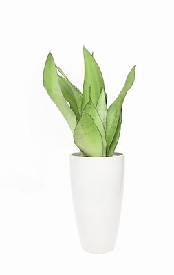 Sansevieria sansewieria moonshine srebrna księżycowa P14