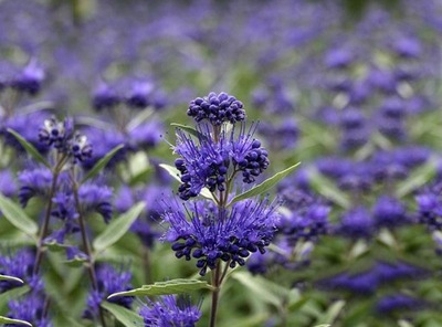 Barbula "caryopteris" HEAVENLY BLUE