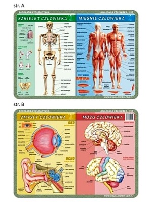 PODKŁADKA EDU. 055 - SZKIELET, MIĘŚNIE, ZMYSŁY...