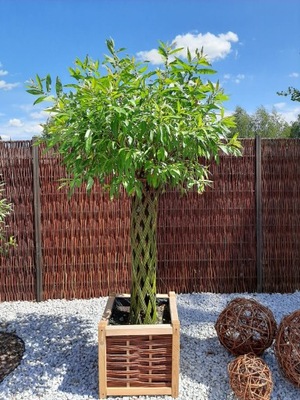 Wierzba pleciona, drzewko plecione, Drzewko wiklinowe 140 cm