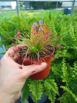 Drosera Rotundifolia rosiczka okrągłolistna owadożerna zjadająca muchy