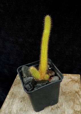 kaktus Cleistocactus samaipatanus