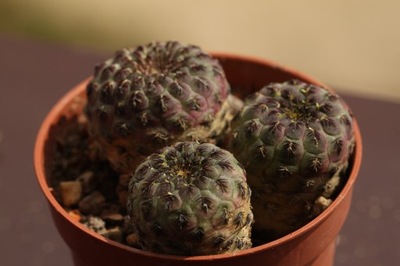 KAKTUSY. Sulcorebutia rauschii JO 642