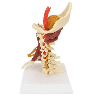 Model kręgosłupa szyjnego zdejmowany model