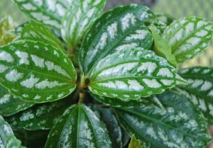 PILEA CADIERA