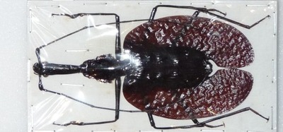 Chrząszcz Mormolyce phyllodes +80mm.