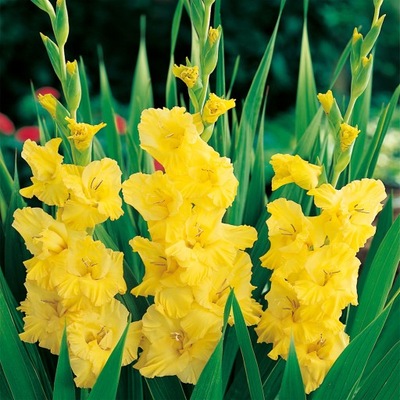Gladiolus Mieczyk Wielkokwiatowy Yellow Frans 5 szt Mieczyki kwiatowe