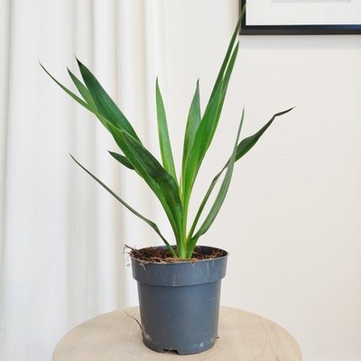 Juka gwatemalska, stopasłonia Yucca elephantipes 50cm