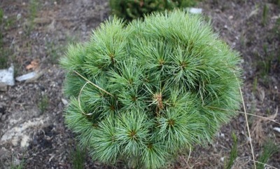 Sosna wejmutka 'Sea Urchin' (Pinus strobus) - sadzonki
