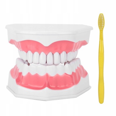 Model ustny Model zębów