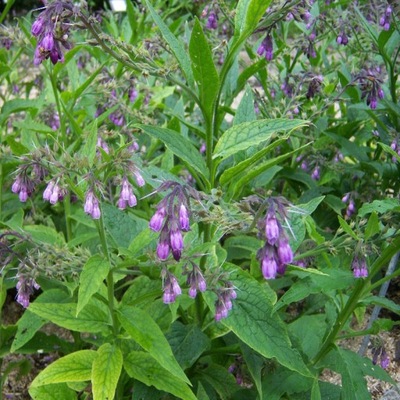 ŻYWOKOST LEKARSKI Symphytum officinale SADZONKA