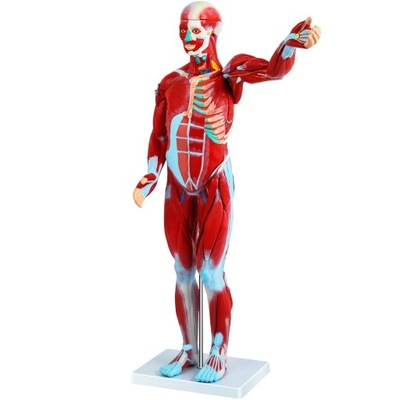 Model anatomiczny Model anatomii mięśni