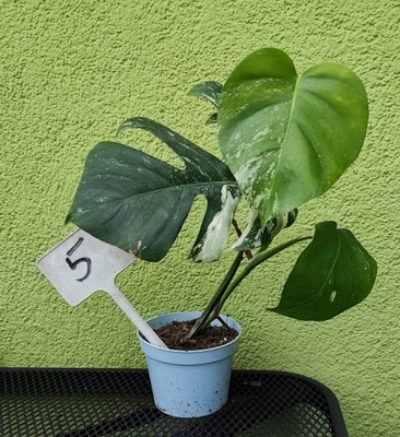 DZIURAWA MONSTERA DELICIOSA VARIEGATA