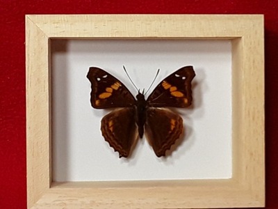 Motyl w ramce 12x10 cm Doxocopa ellis 50 mm .