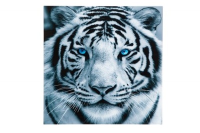 Obraz szklany White tiger tygrys 60x60cm nowoczesny