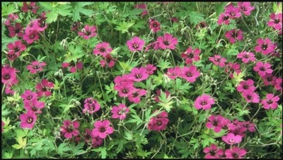 Bodziszek (Geranium spp.)