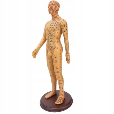 50 cm / 19,7 cala Model ciała akupunktury w