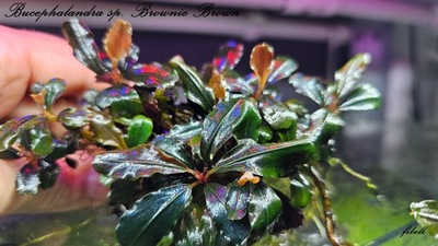 Bucephalandra sp. Brownie Brown kolekcja od fibell