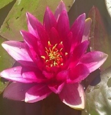 Lilia wodna Nymphaea ATTRACTION