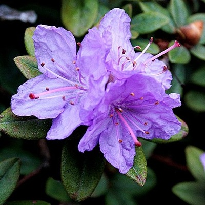 Rhododendron 'Ramapo' | Różanecznik