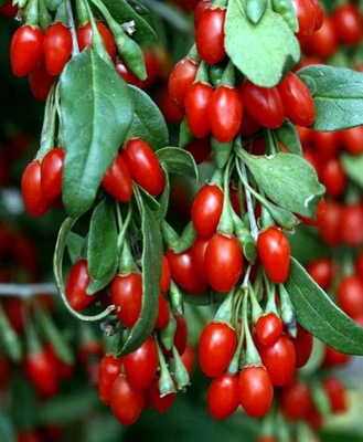 Jagody Goji (Lycium barbarum) Kolcowój szkarłatny