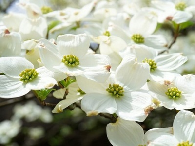 DEREŃ 'Cornus kousa' KOUSA KEA