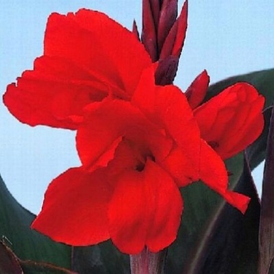 Canna Red Kanna czerwona 1 szt PROMOCJA CENOWA