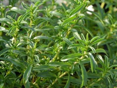 Cząber ogrodowy P9 zioło przyprawa sadzonka