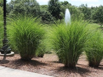 Miskant Chiński "miscanthus" GRACILLIMUS