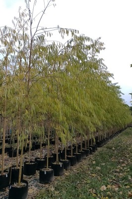 WIERZBA PŁACZĄCA 'CHRYSOCOMA' (SALIX) 350cm