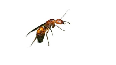 Camponotus nicobarensis Królowa do Hodowli