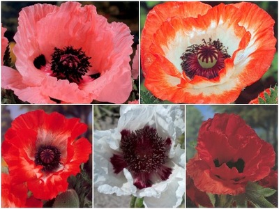 ZESTAW MAKI | (PAPAVER) | KŁĄCZE | 5 SZT