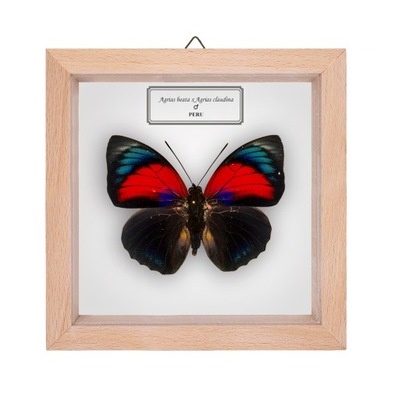 Motyl w gablotce Agrias hybryda 21