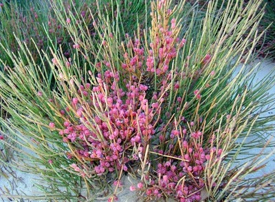 MA HUANG – PRZEŚL (EPHEDRA FRAGILIS) 10 NASION