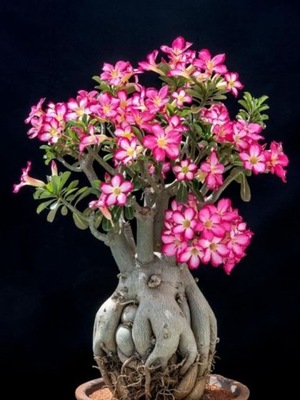 Róża pustyni ADENIUM OBESUM Mini Baobab