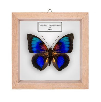 Motyl w gablotce Agrias hybryda 3