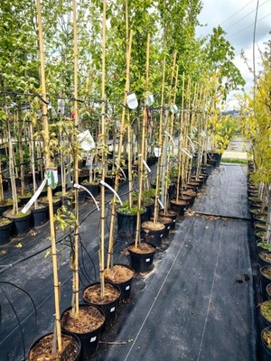 Quercus palustris - Dąb błotny GREEN PILLAR - duża sadzonka
