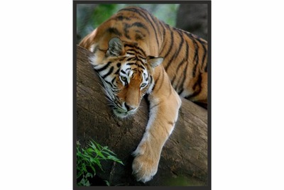 OBRAZ plakat 40x30 tygrys zwierzę sawanna poster