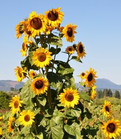 Słonecznik zwyczajny, Helianthus