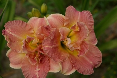 Liliowiec Hemerocallis 'Lacy Doily'