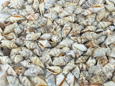 Muszle morskie SIKAD naturalne muszelki dekoracja 100g