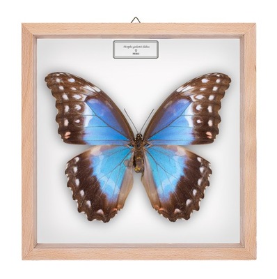 Motyl w gablotce Morpho godartii didius - samica 2