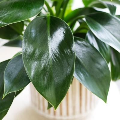 Philodendron GREEN PRINCESS Filodendron MALUCH