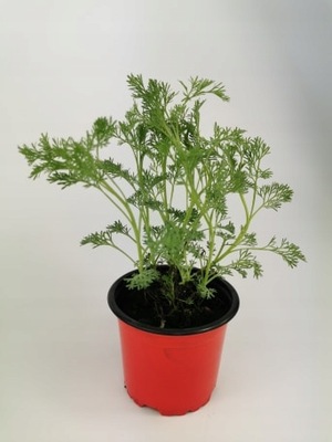 Zioła Bylica Boże Drzewko Cola