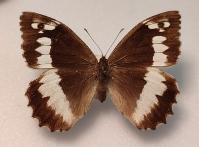 Motyl Brintesia circe samica.