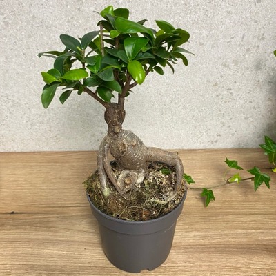 Bonsai Fikus Ficus Microcarpa Ginseng